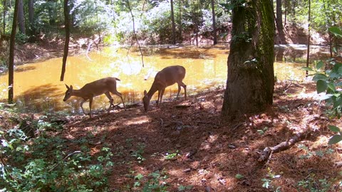 TX Night Hog's & Deer Weekly, 05/18/25