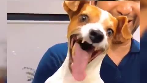 "Dog "Tail Wags and Monkey Gags!"