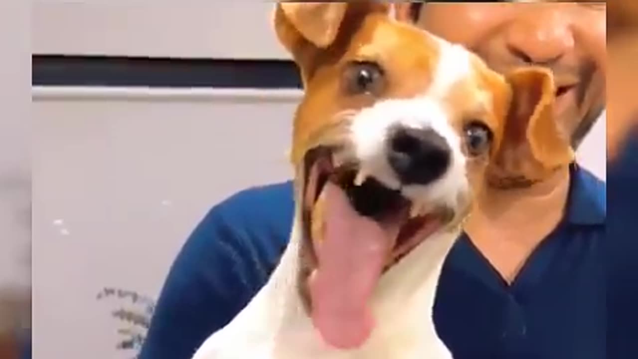 "Dog "Tail Wags and Monkey Gags!"