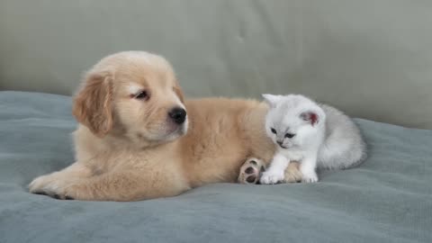 What Does A Tiny Kitten Do When He Finds A Sleeping Golden Retriever Puppy