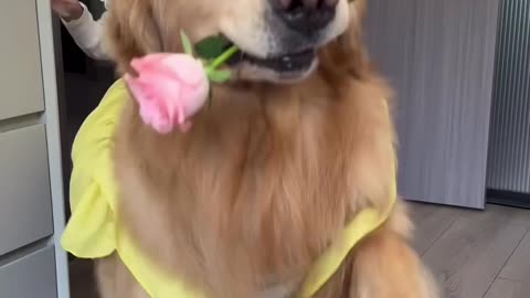 Cutest Puppy Ever! Heart-Melting Dog Moments You Can’t Miss 🐶❤️