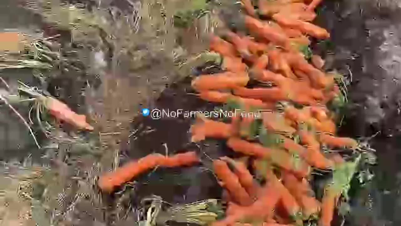 We can do away with both the H-2A visa program (farming visas) and,