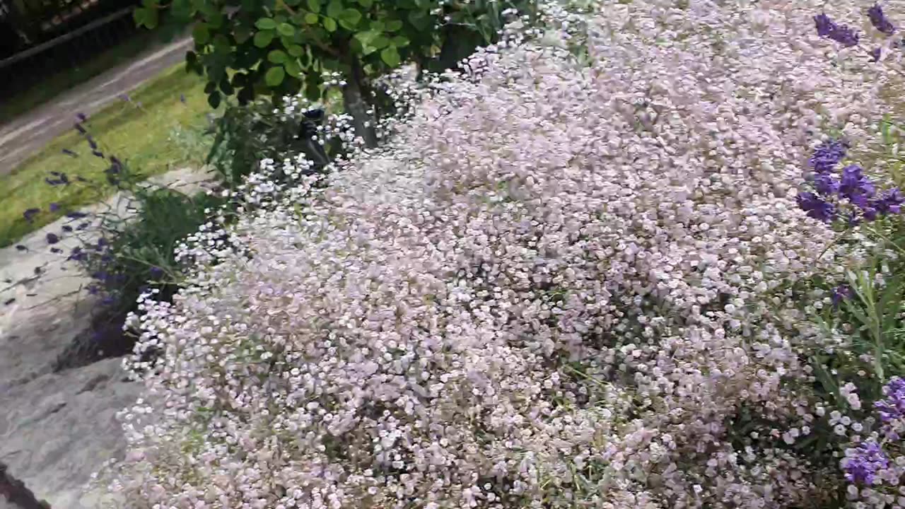 Exploring the Botanical Garden in Visby🌿