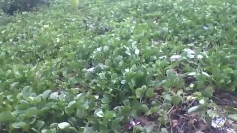 Filming the vegetation around the beach, the purple flowers on the spot [Nature & Animals]