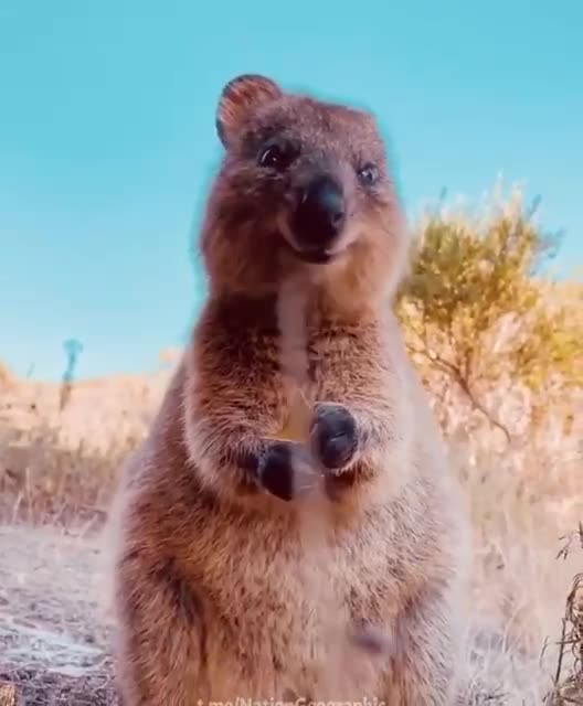 Quokka