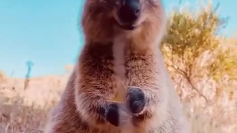 Quokka
