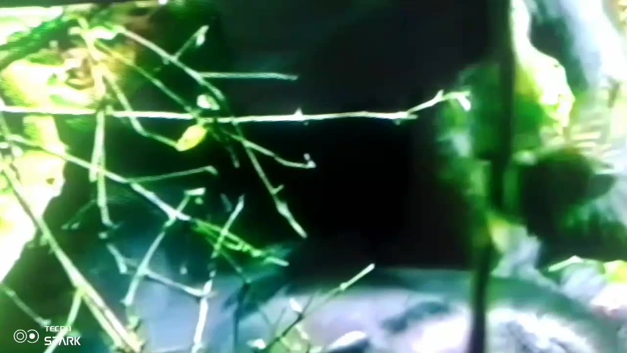 Wild PRIMATES You Never Knew Existed!