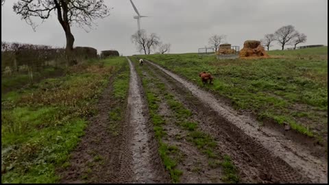 22/12/25 trail run with molly and willow