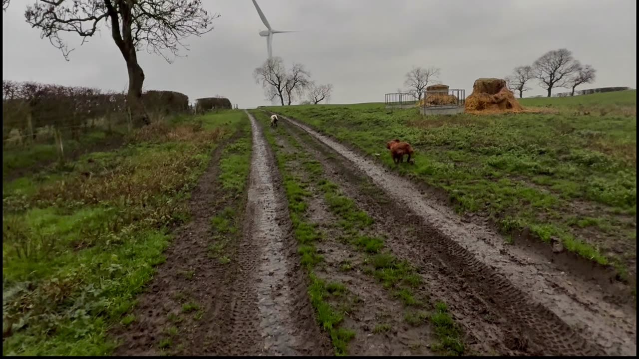 22/12/25 trail run with molly and willow