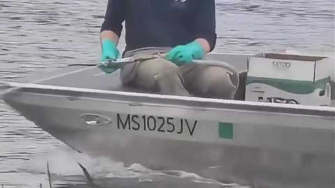 Connecticut Spraying Poison into Lakes and Rivers
