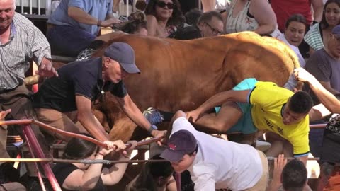 bull decided to join the audience