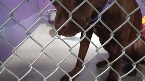 Josie 1y Pet Id 940067 kennel 25 HSSAZ shelter our intro Josie ~jealous, all goes smooth20251205372