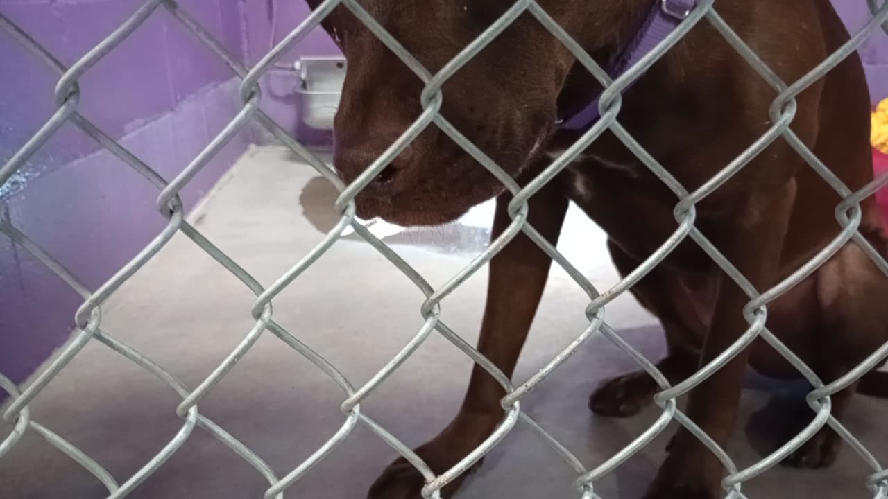 Josie 1y Pet Id 940067 kennel 25 HSSAZ shelter our intro Josie ~jealous, all goes smooth20251205372