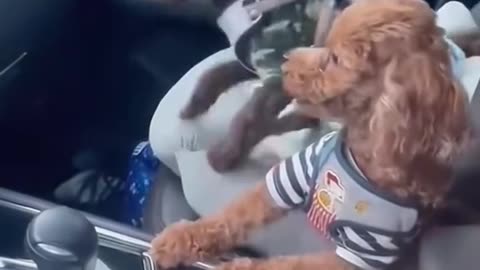 Funny dog 2025 new #fyp #tiktok #funnyvideos #dogsoftiktok