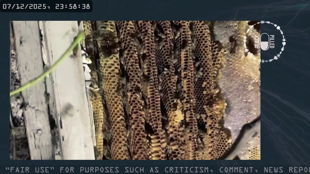 INSOMNIA STREAM: DEMOCRAT HOAX EDITION