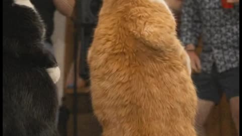 When The Catnip Hits at 3AM! 😸🕺 Best Cat Dance Battle Ever