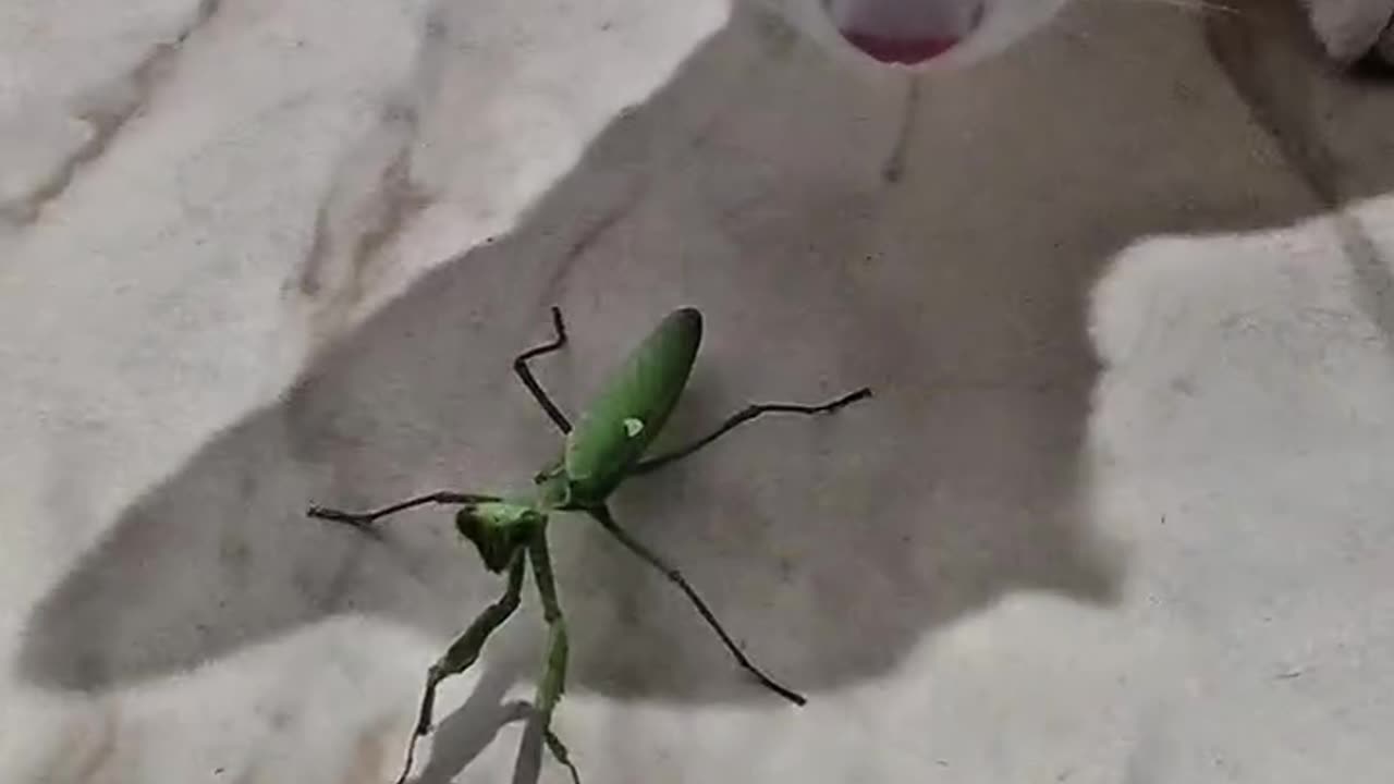 Kincy the Cat vs Grasshopper 🐱🦗 | Adorable & Funny Cat Hunting Moment