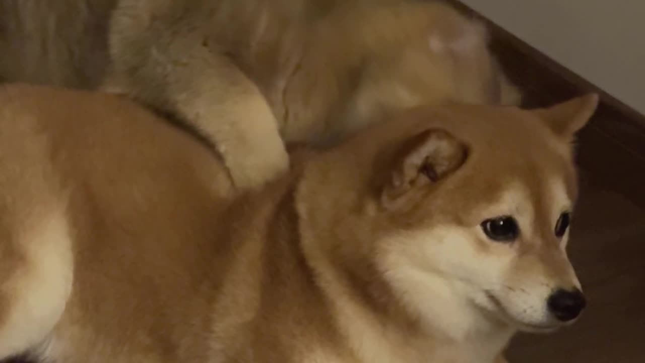 Cat and dog play ⏯️###