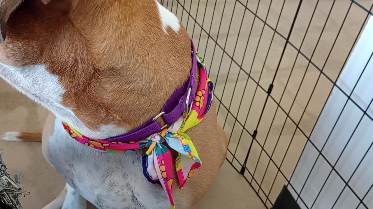Goliath 5y A830498@TRN, in foster, needs 2 be adopted Yummies4him our common bonding tool2025921509