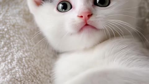 Cute tiny kitten playing 🤗🖤🤍🐈‍⬛