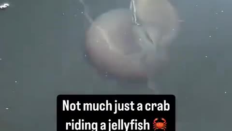 mr_krabs jumping the shuttle to bikini bottom