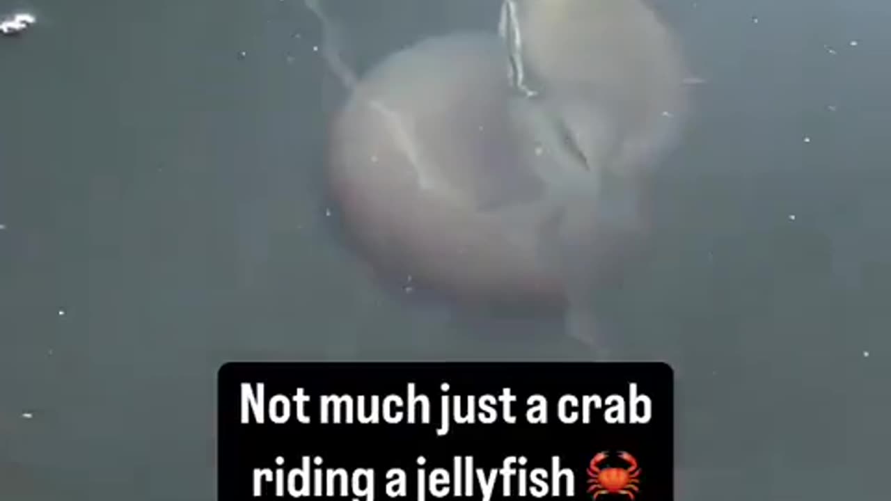 mr_krabs jumping the shuttle to bikini bottom