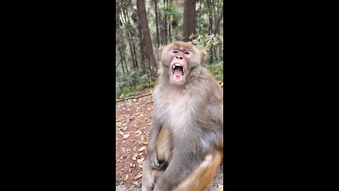 Funny monkeys🥹