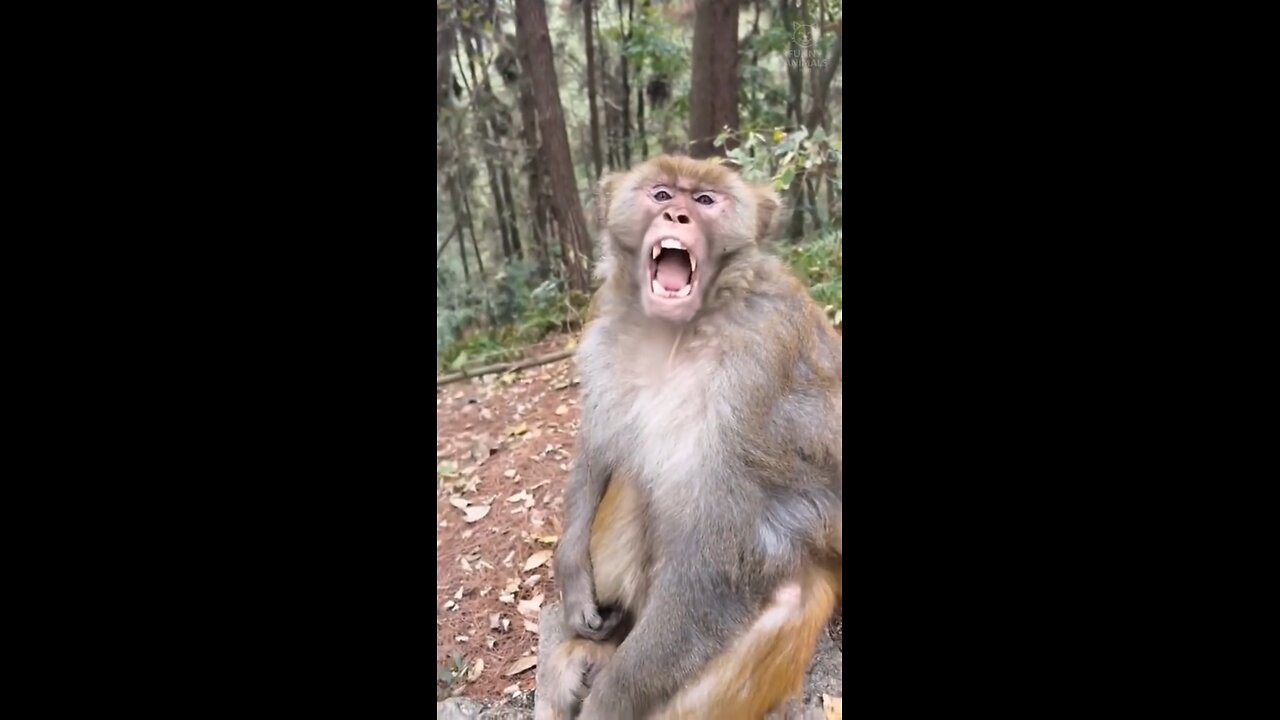 Funny monkeys🥹