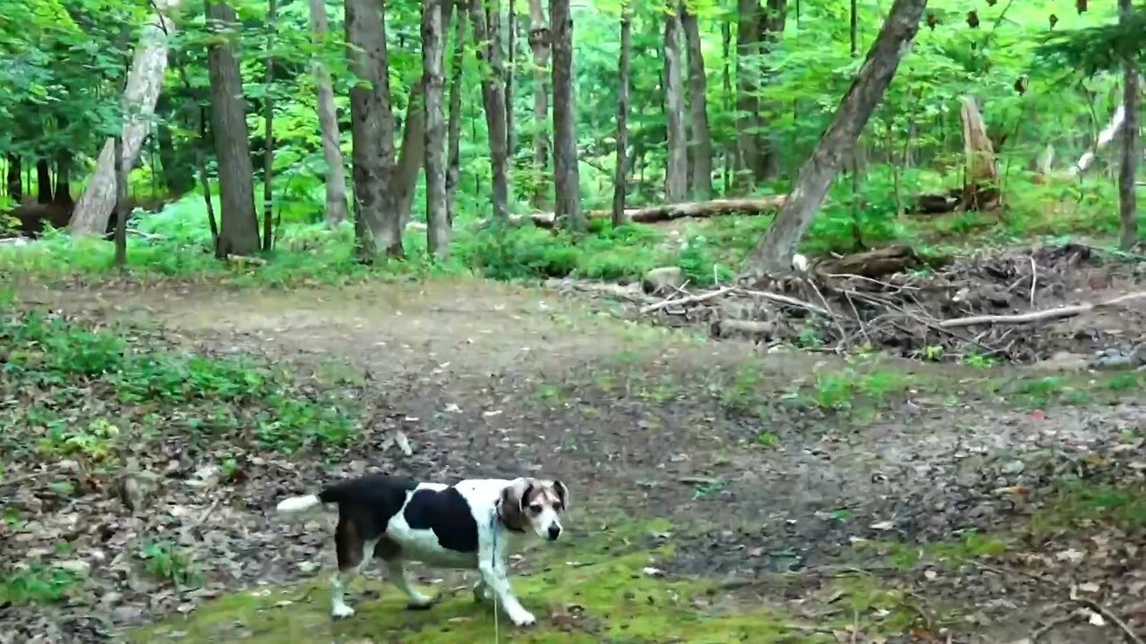 Bandit
