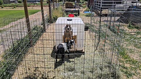 Graham Family Farm: 1:30 PM May 28 2025