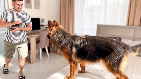 Funny German Shepherd Meets New Tiny Kitten for the First Time