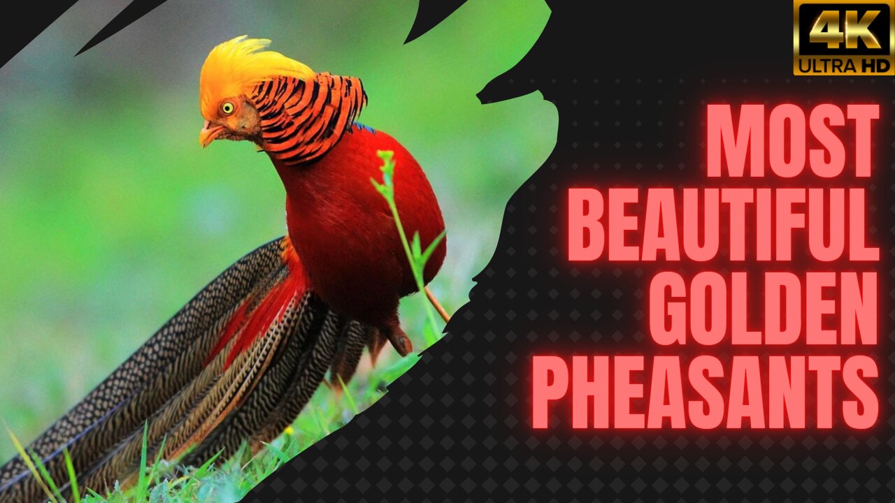 Golden Pheasants: Nature's Living Masterpieces