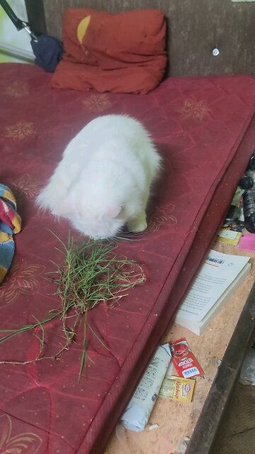 My Cat Loves To Eat Grass
