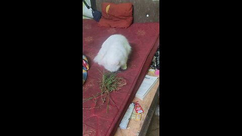 My Cat Loves To Eat Grass