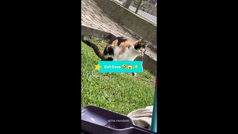 Cat Core 🤣😱✨