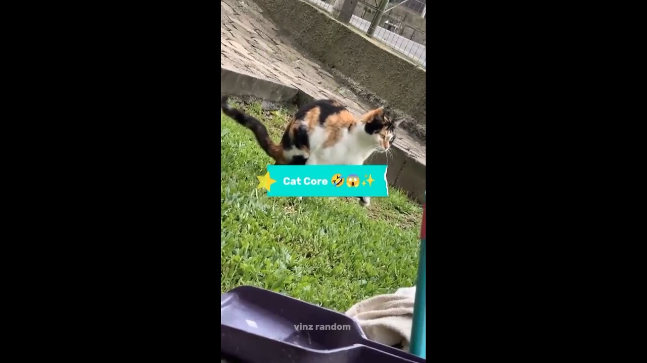 Cat Core 🤣😱✨