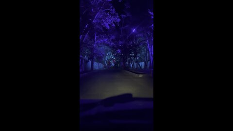 Calm Drive on Tree-Lined Road with Iranian Sorna Music