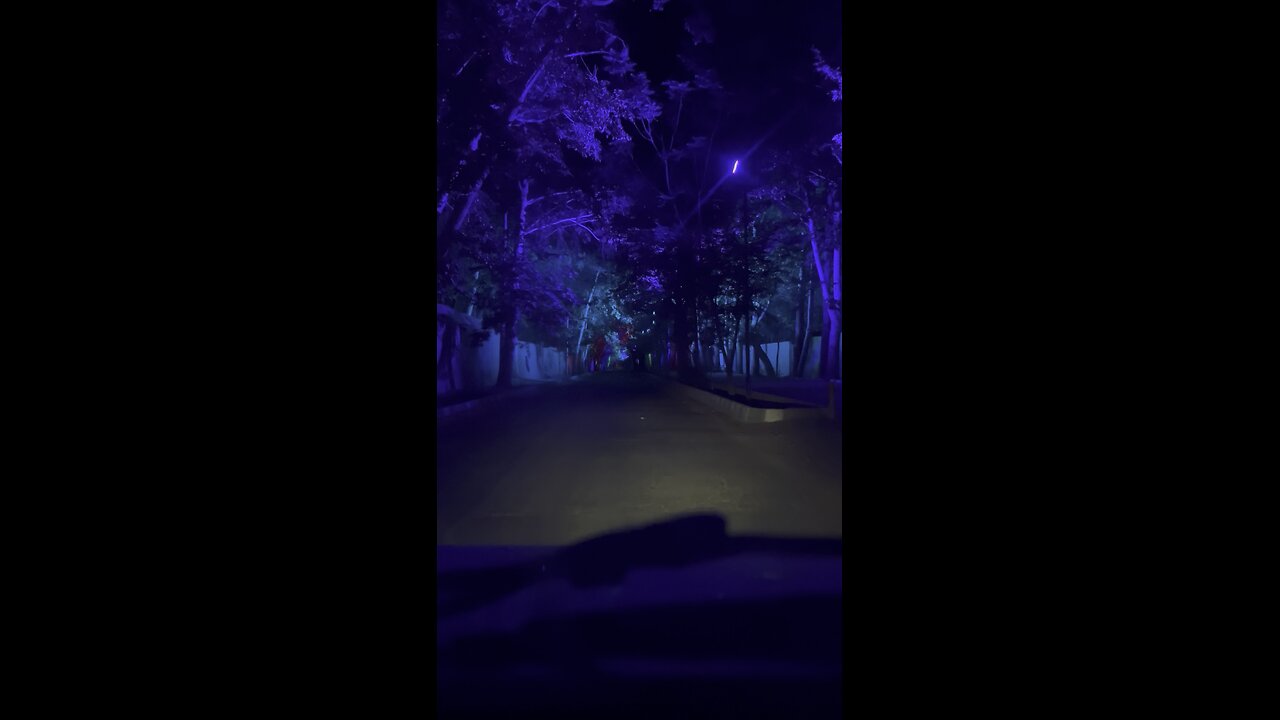 Calm Drive on Tree-Lined Road with Iranian Sorna Music