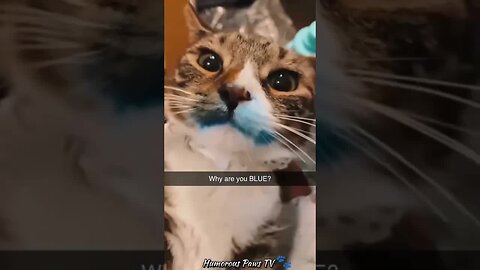 Funny animals 2024😂- Funniest Cats and Dogs Video😹🐶