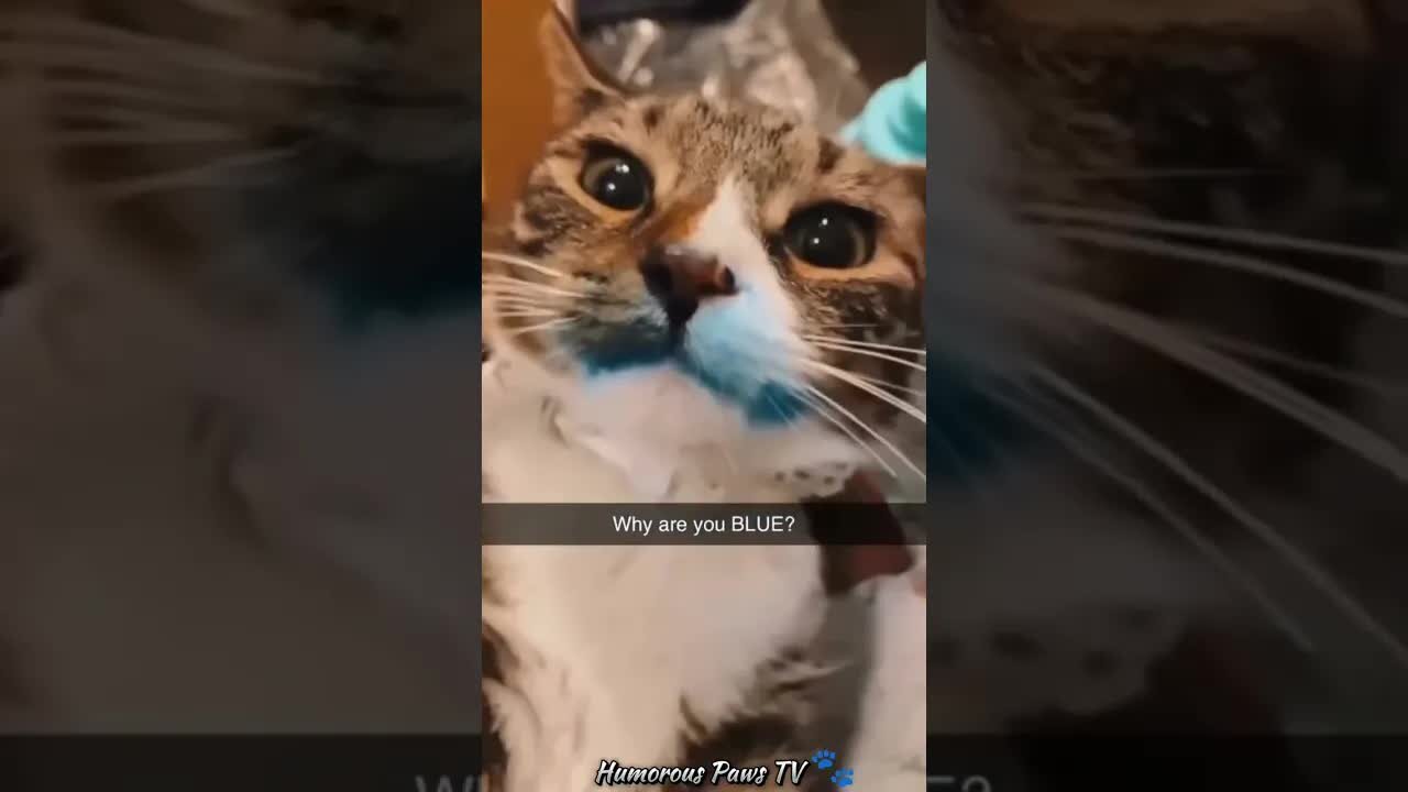 Funny animals 2024😂- Funniest Cats and Dogs Video😹🐶