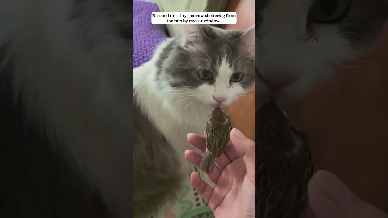 Sparrow grabbed the car and found himself a new master