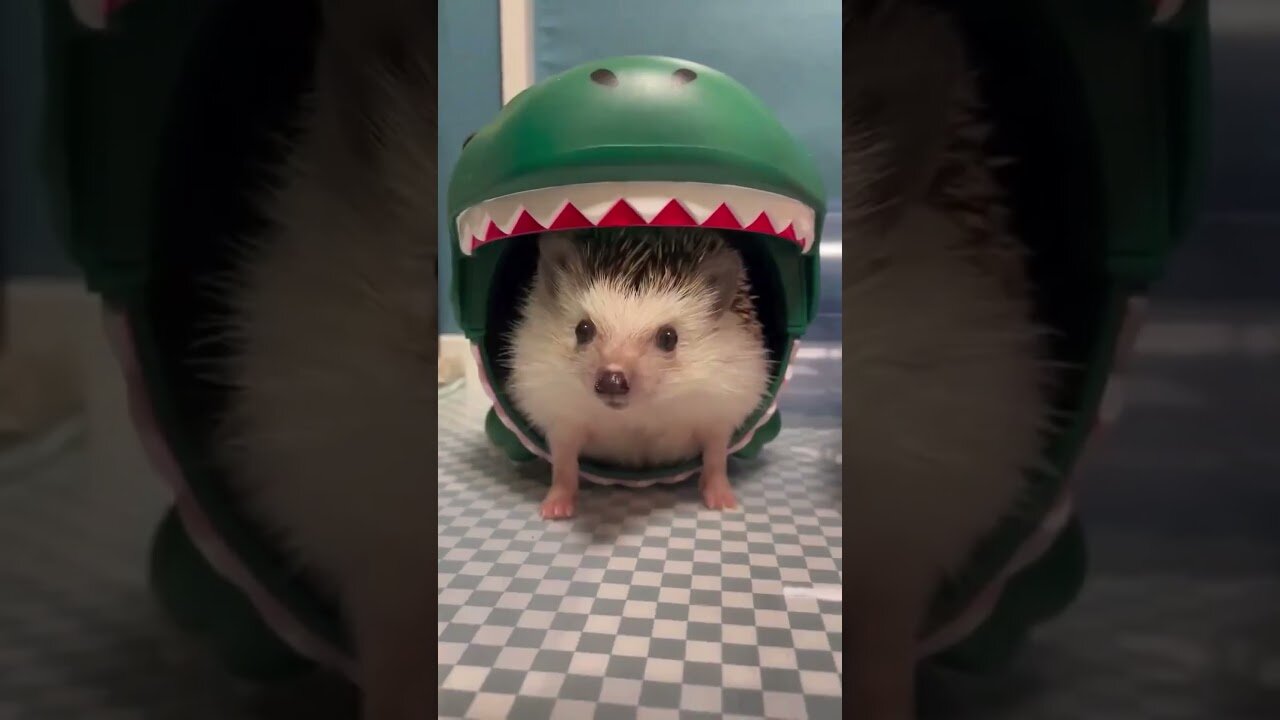 The dog brought the hors doeuvres to the mistress to save him