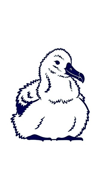 Albatross Chicks
