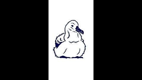 Albatross Chicks