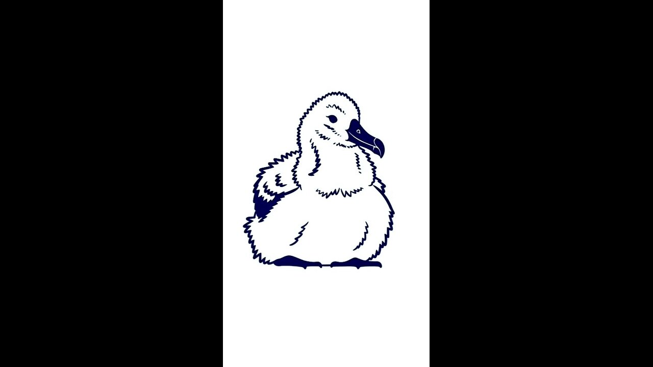 Albatross Chicks