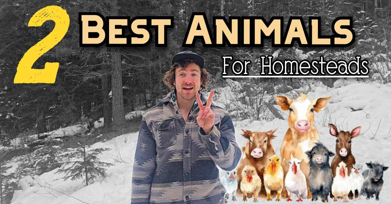 2 Best Animals For Homesteading