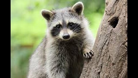 HAPPY RACOON AND NO RAIN