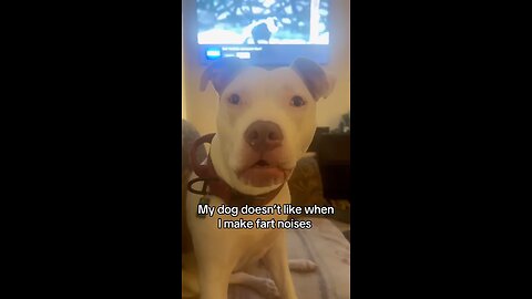 Funny video Dog reaction 😂