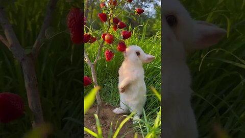 Build a strawberry tree for the bunny. Cute rabbit. Cute little garden pet.