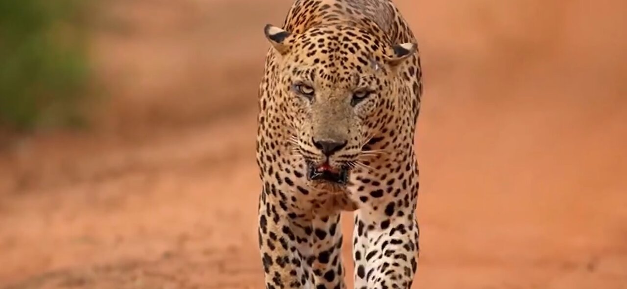 Welcome to Sri Lanka #Yala National Park#travel